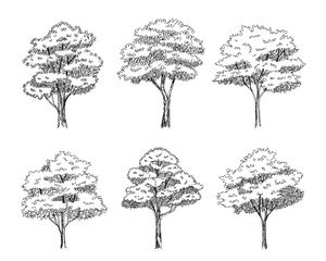 Set of hand drawn architect trees. Sketch Architectural illustration landscape