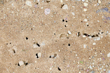 Traffic and entry caves of an anthill on the gravel footpath by home