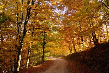 a forest road in the autumn forest