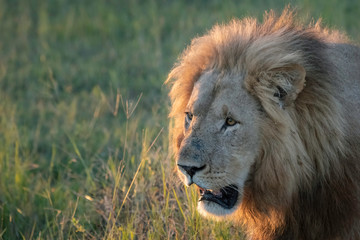 A male lion is backlit against the setting sun as he walks towards a water hole.  Image taken in the Okavango Delta, Botswana.