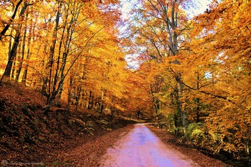 a forest road in the autumn forest