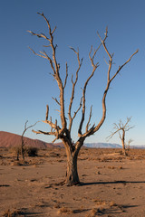 Fototapeta na wymiar The setting sun casts long shadows and golden light on beautiful dead trees found in the Namib-Naukluft Park, Namibia.