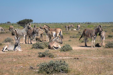 Fototapeta na wymiar Herd of zebra in interacting in various ways. Image taken in Etosha National Park, Namibia.