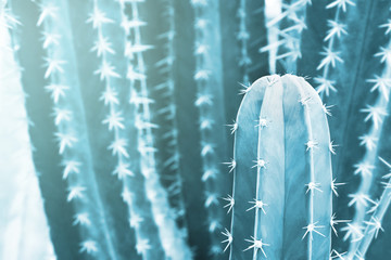 Stenocereus pruinosus, Grey Ghost Organ Pipe Cactus in Blue Tone Color Natural Pattern Background