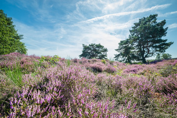 Fototapeta na wymiar Moor landscape in The Netherlands with purple colored flowering heather and scenic trees