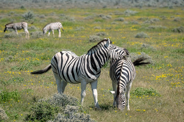 Mother zebra and foal surrounded by yellow wildflowers. Image taken in Etosha National Park,...