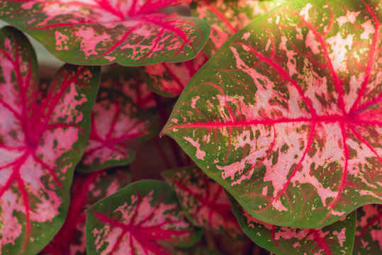 very colorful tropical leaf background