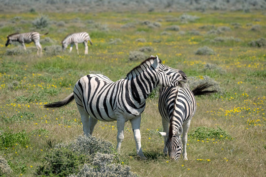 Mother zebra and foal surrounded by yellow wildflowers. Image taken in Etosha National Park, Namibia.