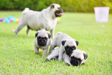 Cute puppies brown Pug playing together in green lawn