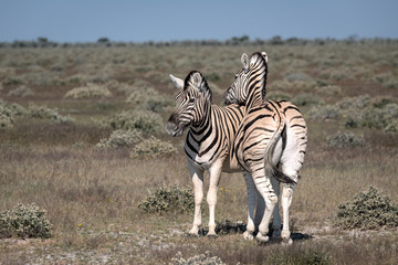 Fototapeta na wymiar Zebra resting its head on another zebra's back. Image taken in Etosha National Park, Namibia.