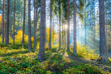 Gentle morning scene in the forest with sun rays and long shadows - obrazy, fototapety, plakaty