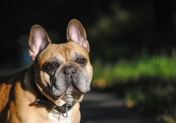 portrait of a french bulldog