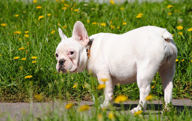 french bulldog on green grass