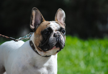 french bulldog on a leash