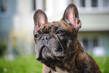 portrait of a french bulldog