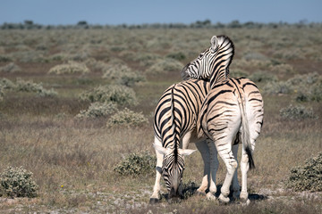 Zebra resting its head on another zebra's back while it grazes.  Image taken in Etosha National Park, Namibia.