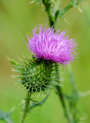 Cirsium vulgare (also known as spear thistle, bull thistle, or common thistle)