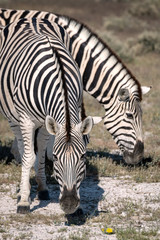 Fototapeta na wymiar Close up of two zebra grazing on grass. Image taken in Etosha National Park, Namibia.