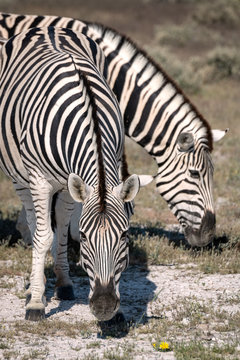 Close up of two zebra grazing on grass.  Image taken in Etosha National Park, Namibia.