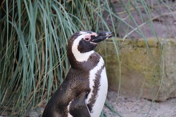 penguin on a rock