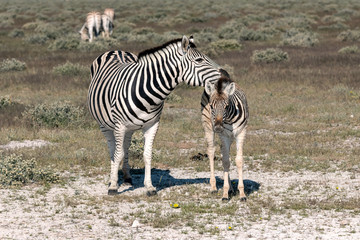Fototapeta na wymiar Mother zebra and foal. Image taken in Etosha National Park, Namibia.