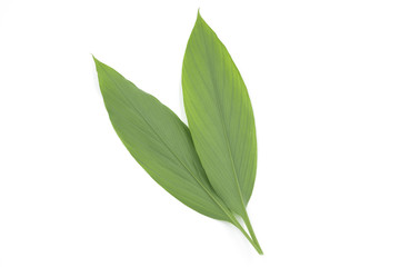2 large fresh ginger leaves closeup on white background
