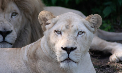 white lion female with male in background
