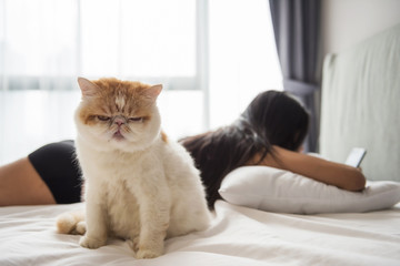 exotic shorthair cat on bed with owner