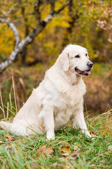 Portrait of dog with foliage bokeh background.