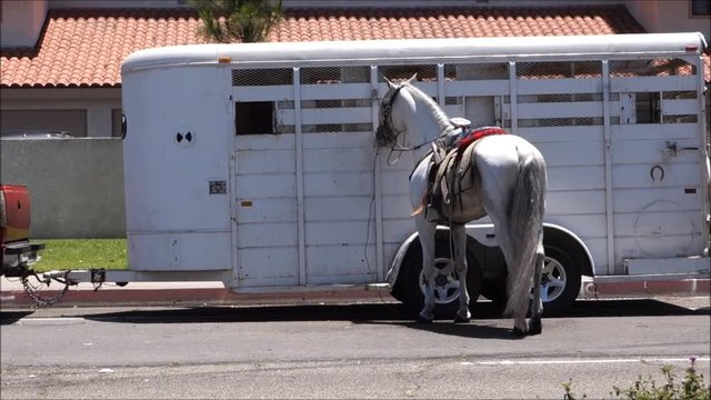 Horse standing outside of horse trailer