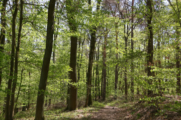 Fototapeta premium Waldweg im Frühling
