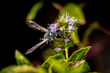Nahaufnahme schwarze Wespe	