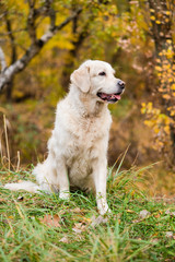 Portrait of dog with foliage bokeh background.