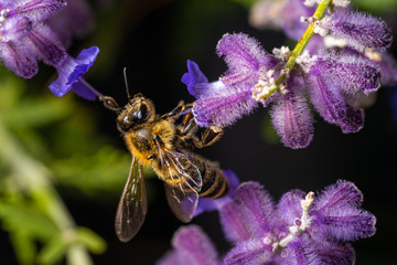 Honigiebe auf Lavendel Blüte  © Markus