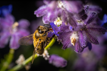 Honigiebe auf Lavendel Blüte	