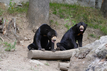 Naklejka premium pair of bears