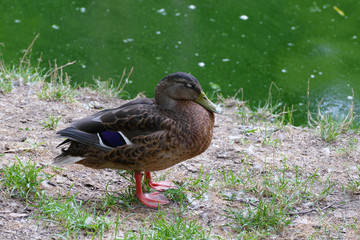 nice colorful duck
