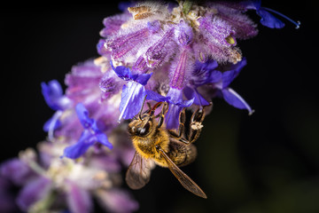 Honigiebe auf Lavendel Blüte  © Markus