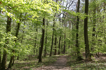Fototapeta premium Waldweg im Frühling