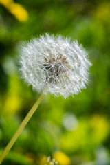 macro di fiore soffione con sfondo sfocato