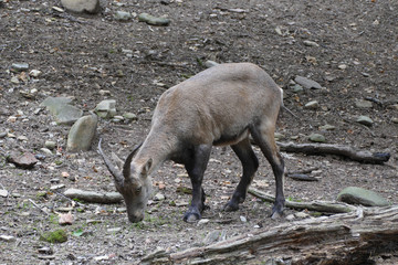 nice gray chamois in rocks