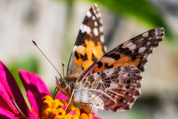 macro di Farfalla su fiore