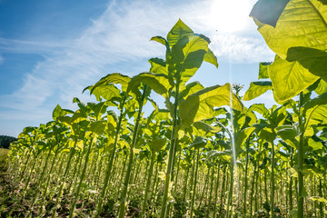 Tobacco field plantation under blue sky with big green leaves