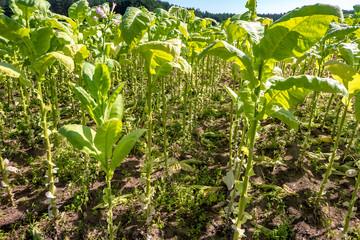 Tobacco field plantation under blue sky with big green leaves