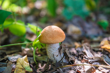 Beautiful mushroom on sunny day in the forest