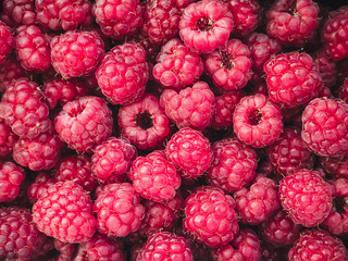 a lot of ripe raspberries close up - food background