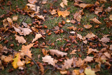 Brown acorns and dry brown oak leaves on the ground, on green grass on a cloudy day. Oak in the fall. Blurry leaves background. Closeup. Autumn. Sadness.