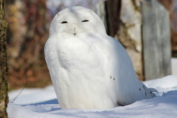 Snow Owl (Schnee-Eule (Bubo scandiacus, Bubo scandiaca, Nyctea scandiaca, Schneeeule)