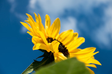 Sonnenblume close up