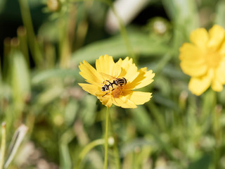 Helophilus trivittattus or Large Tiger hoverfly with a magnificent lemon yellow and black hoverfly foraging on a coreopsis flower